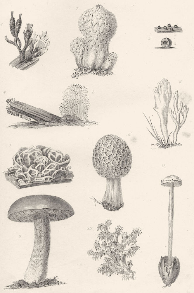 PLANTS. Fungi (1)  1880 old antique vintage print picture